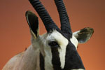 African Game-heads thumb