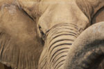 African Game-heads thumb