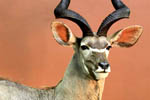 African Game-heads thumb