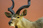 African Game-heads thumb