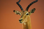 African Game-heads thumb