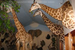African Game-heads thumb