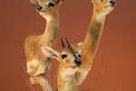African Game-heads thumb