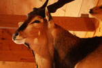 African Game-heads thumb