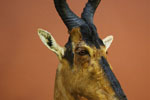 African Game-heads thumb
