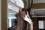 African Game-heads thumb