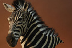 African Game-heads thumb