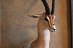 African Game-heads thumb