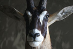 African Game-heads thumb