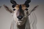 African Game-heads thumb