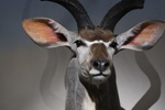 African Game-heads thumb