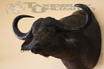 African Game-heads thumb