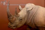 African Life-size thumb