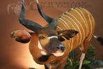 African Life-size thumb