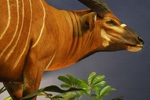 African Life-size thumb