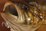 Fish thumb