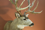 North American Game-heads thumb