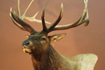 North American Game-heads thumb