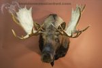 North American Game-heads thumb