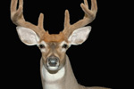 North American Game-heads thumb