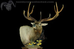 North American Game-heads thumb