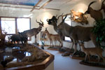 Trophy Rooms thumb