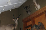 Trophy Rooms thumb