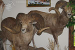 Trophy Rooms thumb