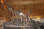 Trophy Rooms thumb