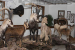 Trophy Rooms thumb