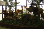 Trophy Rooms thumb