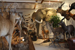 Trophy Rooms thumb