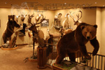 Trophy Rooms thumb