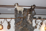 Trophy Rooms thumb