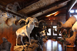 Trophy Rooms thumb