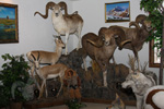 Trophy Rooms thumb