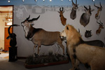 Trophy Rooms thumb