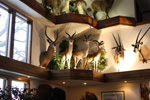 Trophy Rooms thumb