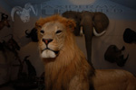 Trophy Rooms thumb