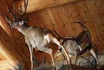 Trophy Room Design